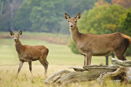 Vibrant Autumn Fall image of red deer does in forest