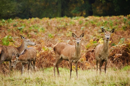 Vibrant Autumn Fall image of red deer does in forest