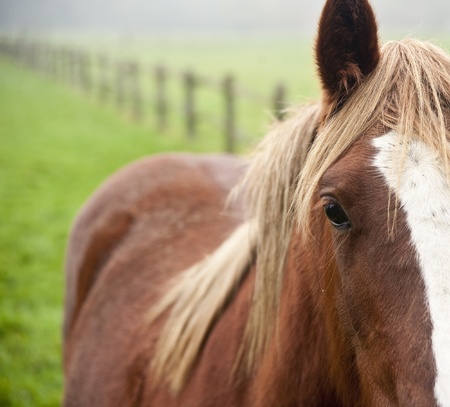 Abstract close up portrait of horse in fieldの写真素材