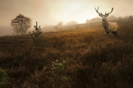 Beautiful forest landscape of foggy misty forest in Autumn Fall with beautiful red deer stag Beautiful forest landscape of foggy misty forest in Autumn Fall with beautiful red deer stag