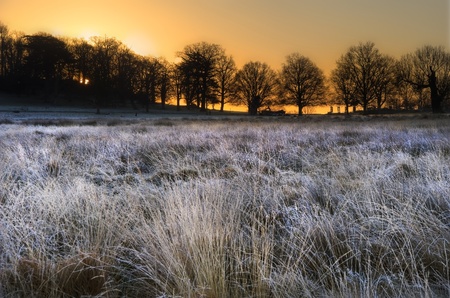 Beautiful Winter landscape across frosty fields towards silhouette trees on horizon into stunning...