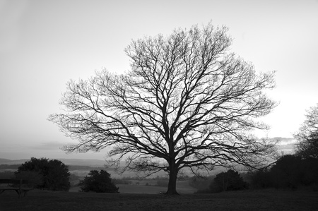 Bare single tree silhoeutte against stunning colorful vivid Winter sunset skyの写真素材