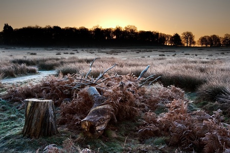 Beautiful Winter landscape across frosty fields towards silhouette trees on horizon into stunning colorful sunriseの写真素材