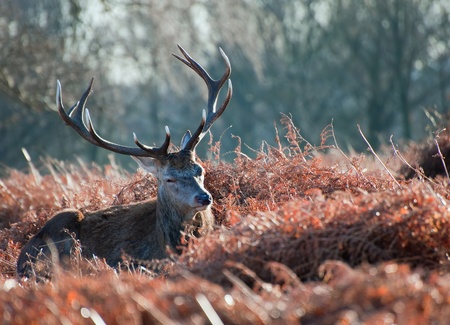 Portrait of red deer stag in forest landscape scene in Autumn Fall Winter settingの写真素材