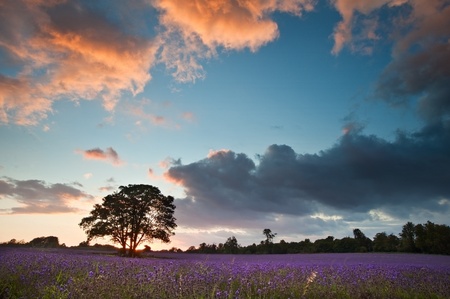 Colorful vivid Summer sunset over lavender fields with lovely cloud formations
