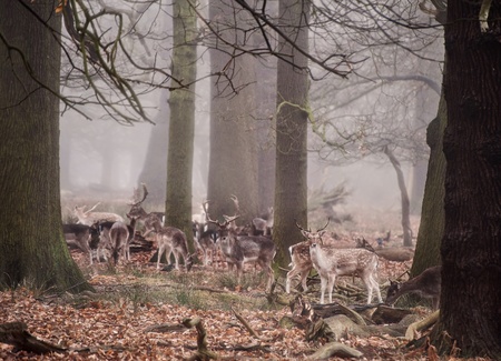 Landscape of forest in fog during Winter Autumn Fall with fallow deer roamingの写真素材