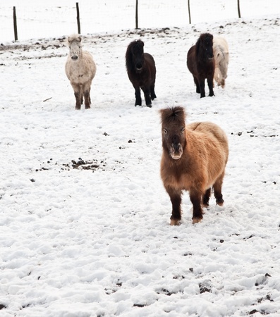 Lovely image of Shetland pony ponies in snow covered field in Winterの写真素材