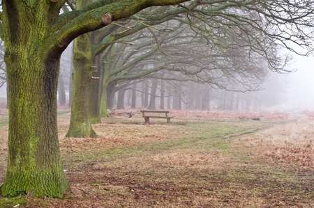 Landscape of forest in fog during Winter Autumn Fallの写真素材