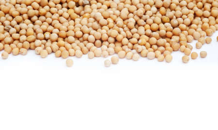 Natural mustad seeds on white background with copyspaceの写真素材