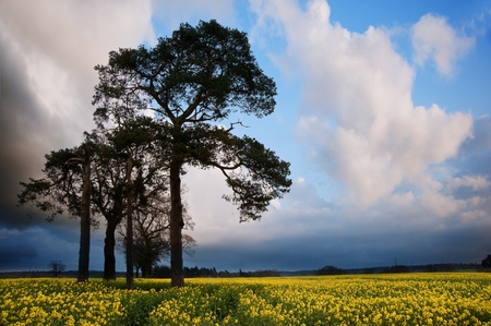 Landscape at sunset of rapeseed field with moody stormy sky overhead