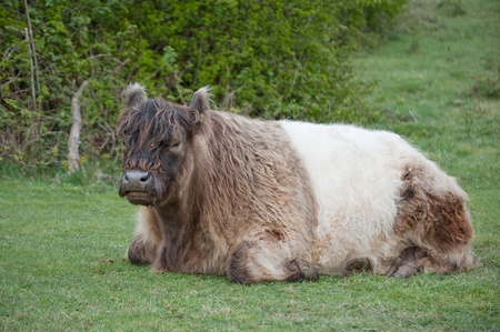 Close up of Highland cattle cow breed in landscapeの写真素材