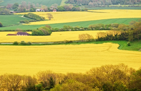 Beautiful landscape of rapeseed fields stretching into distance of bright yellow and greenの写真素材