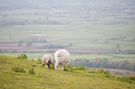 Spring lamd and ewe mother in Spring rural farm landscape