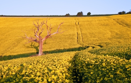 Beautiful sunrise over field of rapeseed in countryside in Spring