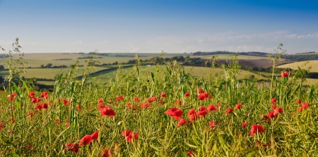Landscape of poppy field in Summer evening