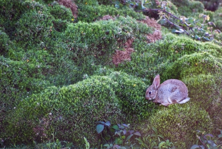 Image of a young wild rabbit against bushy flora backgroundの写真素材