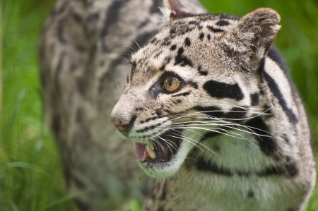 Clouded leopard Neofelis Nebulova big cat in captivityの写真素材