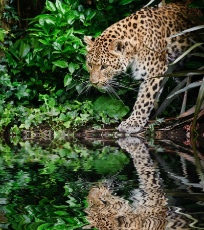 Beautiful portrait of leopard Panthera Pardus big cat amongst foliage in captivity reflected in calm waterの写真素材