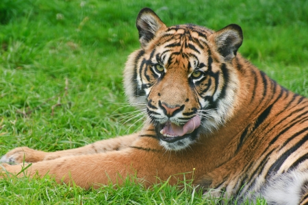 Portrait of Sumatran Tiger Panthera Tigris Sumatrae big cat in captivityの写真素材
