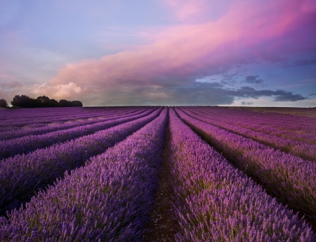 Beautiful image of lavender field Summer sunset landscapeの写真素材