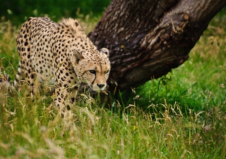 Cheetah Acinonyx Jubatus big cat in captivityの写真素材
