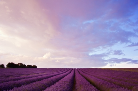 Beautiful landscape of lavender fields at sunset with dramatic skyの写真素材