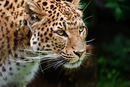 Beautiful portrait of leopard Panthera Pardus big cat amongst foliage in captivityの写真素材