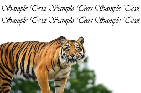 Portrait of Sumatran Tiger Panthera Tigris Sumatrae big cat in captivity looking into blank white copyspaceの写真素材