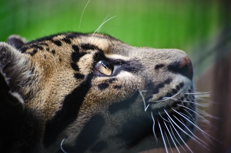 Clouded leopard Neofelis Nebulova big cat in captivityの写真素材