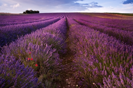 Beautiful landscape of lavender fields at sunset with dramatic skyの写真素材