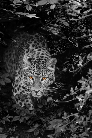 Beautiful portrait of leopard Panthera Pardus big cat amongst foliage in captivityの写真素材