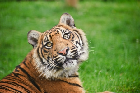 Portrait of Sumatran Tiger Panthera Tigris Sumatrae big cat in captivity