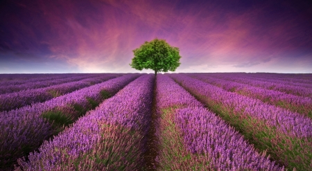 Beautiful image of lavender field Summer sunset landscape with single tree on horizon contrasting colorsの写真素材