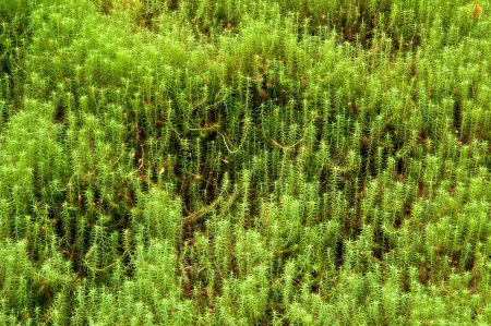 Background of vibrant lush green plants found in woodlandの写真素材