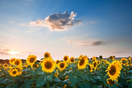 Blue sky landscape of Summer sunset sunflower fieldの写真素材