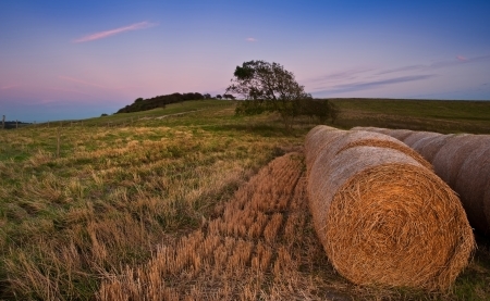 Sunset over hay bales in agricultural landscapeの写真素材