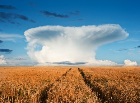 Landscape of golden field of wheat under a dramatic mushroom cloud sky in Summerの写真素材