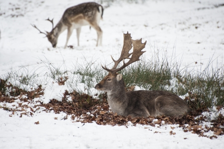 Image of fallow deer in forest landscape in Winter with snow on groundの写真素材