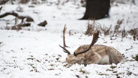 Image of fallow deer in forest landscape in Winter with snow on groundの写真素材