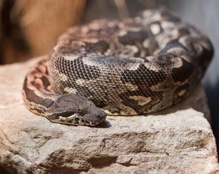 Dumeril s Boa Acrantophis Dumeriliの写真素材