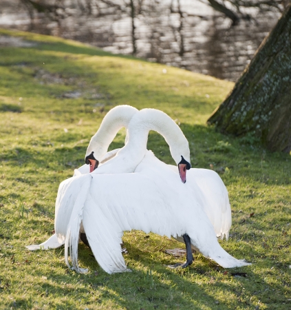 Aggressive and tender mute swan behaviour during mating ritualの写真素材