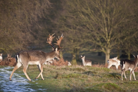 Fallow deer buck and herd in Autumn forestの写真素材