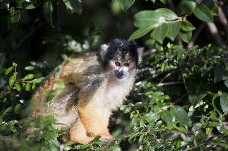 Bolivian black capped squirrel monkey, Saimiri Boliviensis Boliviensis