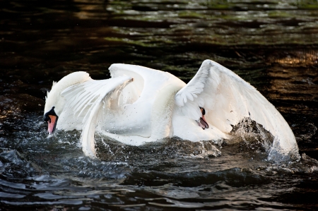 Aggressive and tender mute swan behaviour during mating ritualの写真素材