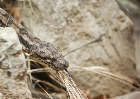 Dumeril's Boa Acrantohpis Dumeriliの写真素材