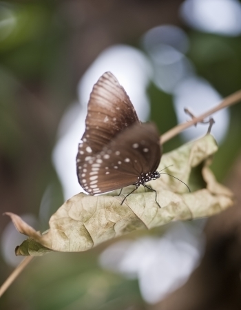 Common Crow butterfly Euploea Coraの写真素材