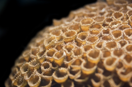 Soft cup coral close up