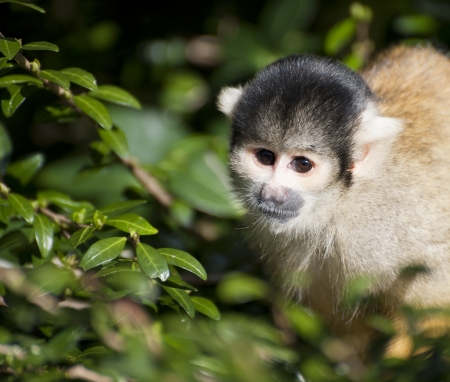 Bolivian black capped squirrel monkey, Saimiri Boliviensis Boliviensis