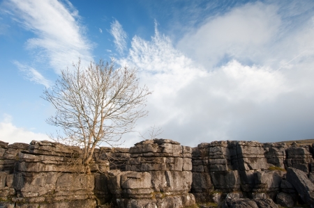 Lone tree Malham Cove in Yorkshire Dales National Parkの写真素材