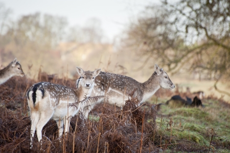 Herd of fallow deer in Winter forestの写真素材